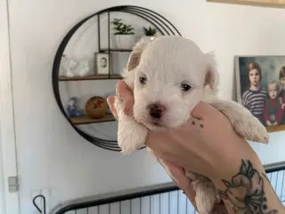 Maltipoo hvalpe 