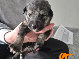 Blanding hunde hvalpe 