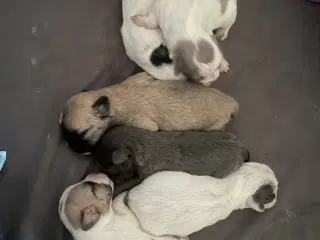 2 Shih Tzu/ Chihuahua blanding piger - 3