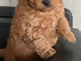 Labradoodle hvalp - Han