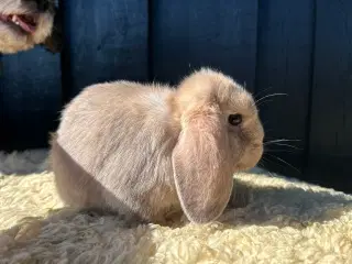 Mini Lops