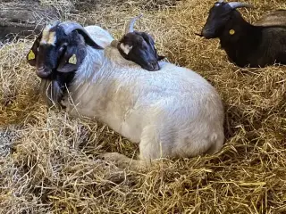 Boer buk sælges 