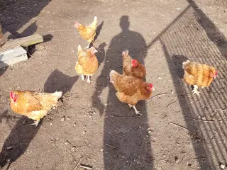 Høns