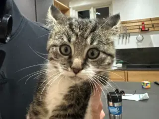 Søde killinger sælges