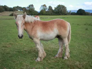 Jydsk hest - 1 år