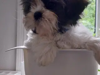 Shih Tzu hvalpe