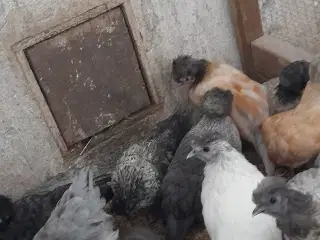 Toppede kyllinger dværg 