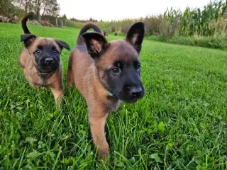 Belgisk Malinois hvalpe til salg 