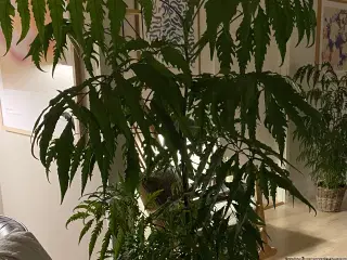 Flot stor plante - silkeeg stueplante