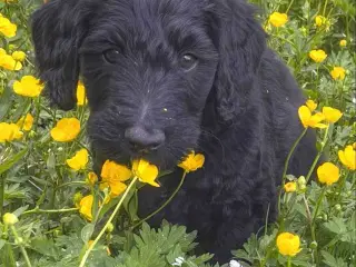 Multigen Labradoodle hvalp