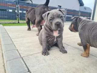 American Bully Pocket Dreng Blå 