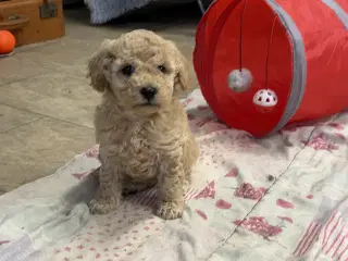 Små fine Maltipoo babyer 