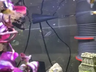 Platy fisk