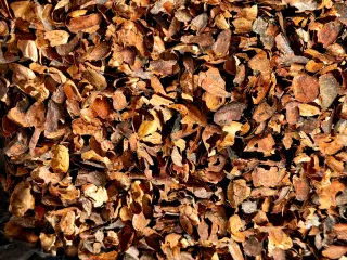 Træ flis - kakao skaller - gyldenbrun flot farve