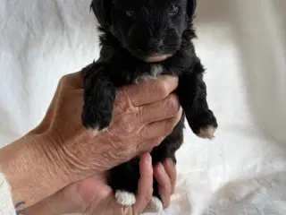 Shipapoo