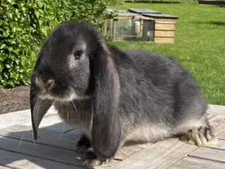 FRANSK VÆDDER HUN SORT OTTER