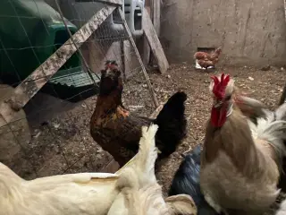 Et vidunder Blandings høne