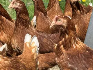 Brune Lohmann høne kyllinger