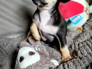 Dejlige små race blandinge