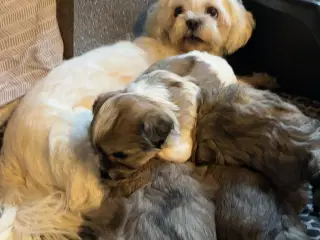 Shih Tzu hvalpe 