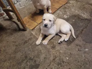 Golden/ labrador 