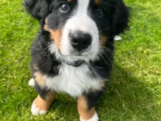 Berner Sennen hvalp