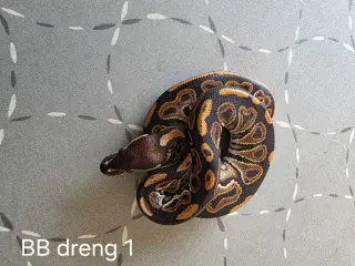 Kongepython (ball python)