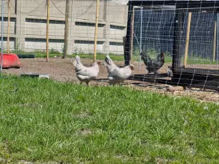 Perlegrå engelsk araucana høner