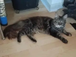 Smuk lille Main coon pige