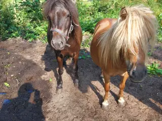 Shetlandsponyer hopper 3 og 6 år 
