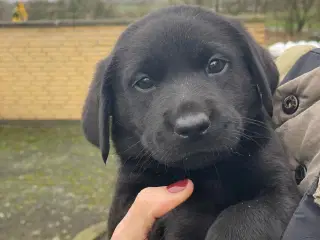 F1 labrador hanner