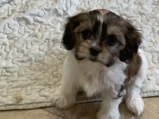 Bichon / cavalier babyer 