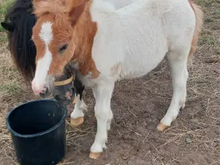 Hingsteføl shetlænder/ 1/4 irish cob