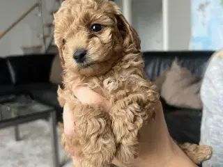 🐩 Små dværgpuddelhvalpe søger nye kærlige hjem 🏡