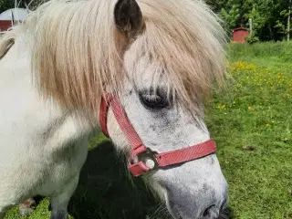 Shetlandspony, hoppe, 15 år, sælges med hoppeføl