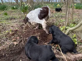  5 stk Søde hundehvalpe til salg  