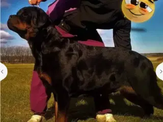 5 mdr rottweiler hanner af den gl tunge type