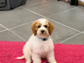Cavapoo  