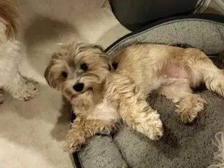 Bichon Havanais 