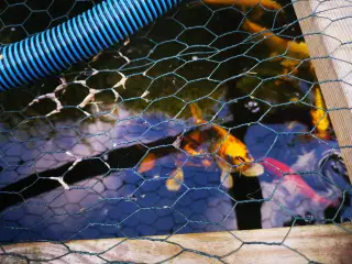 Havedam fisk, KOI OG GULEMDER 27 - 35cm