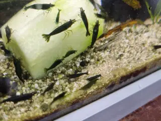 Rejer nerocaridina Green jade 