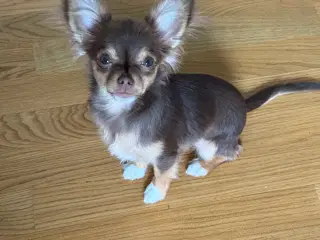 Sød chihuahua sælges  