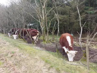 Hereford tyr lejes/købes
