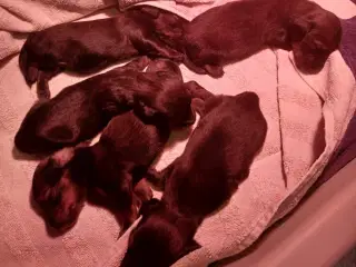 Langhåret Gravhundehvalpe
