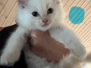 Ragdoll killinger 