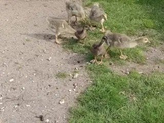 Grå gæslinger 