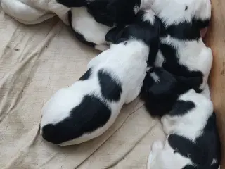 Springer spaniel hvalpe 