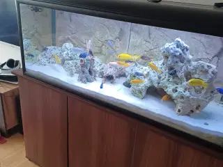 Akvarie plus fisk
