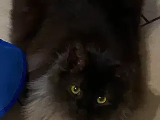 Katte søger nyt hjem