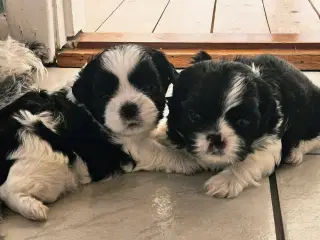 Shih tzu hvalpe